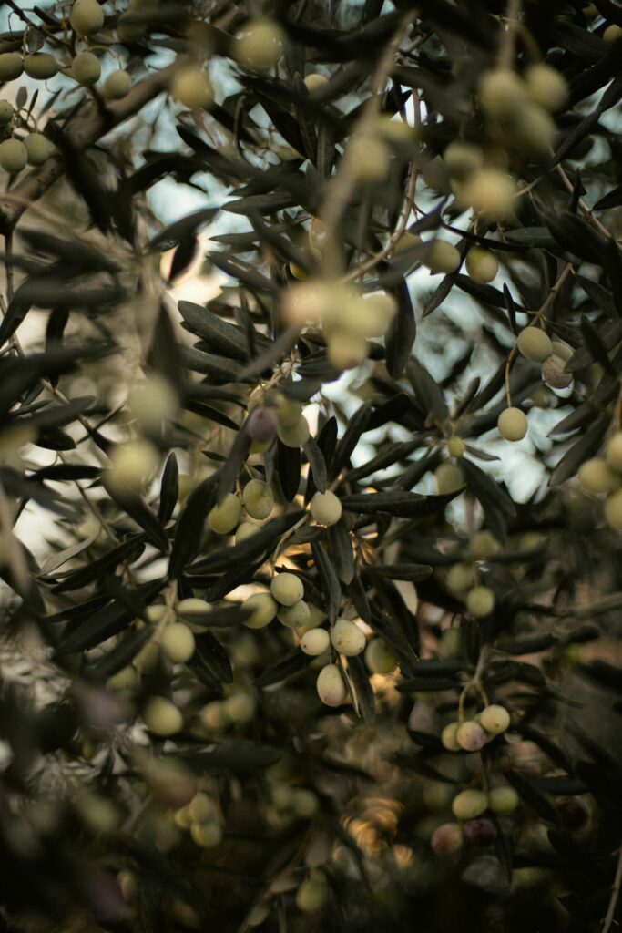 Olive tree